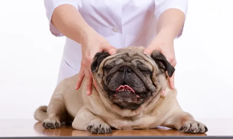 The Role Of Animal Hospitals In Chronic Disease Management