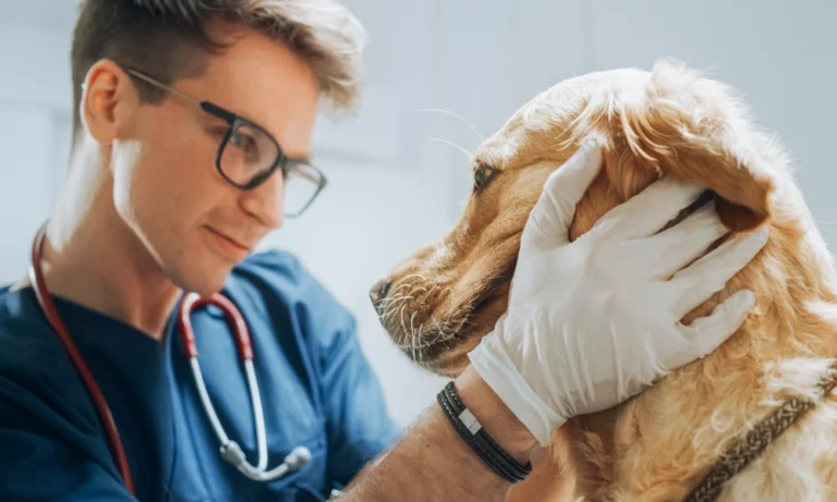 Why Responsible Antibiotic Use Matters In Everyday Veterinary Care