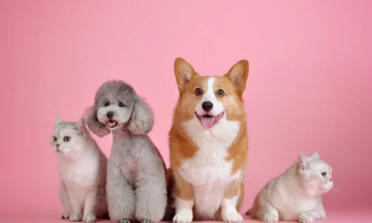 5 Ways Animal Hospitals Build Long-Term Client Relationships